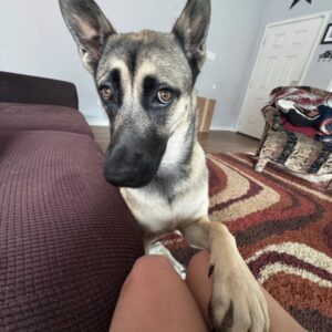 Trixie German Shepherd with paw on person's leg