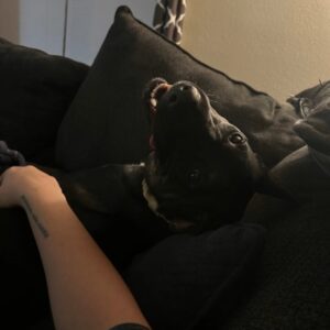 Black lab looking upside down at camera