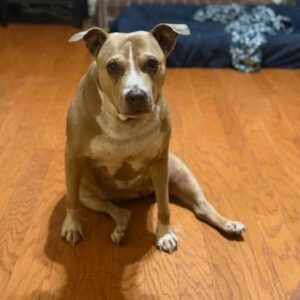 Zoe - large dog sitting on floor