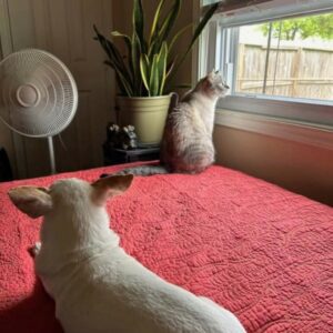 Cat and dog sitting on bed by Plant