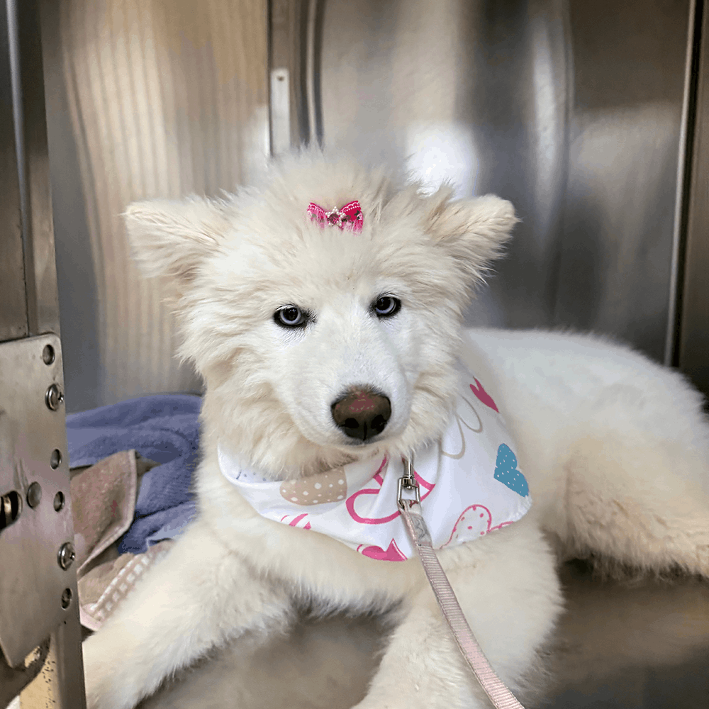 Cat Dog Cute Bow